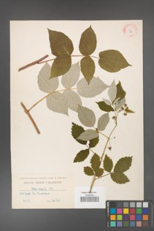 Rubus idaeus [KOR 136]