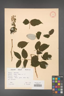 Rubus ideus [idaeus] [KOR 10826]