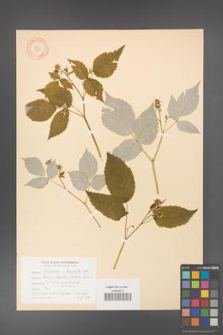 Rubus idealis [idaeus] [KOR 10821]