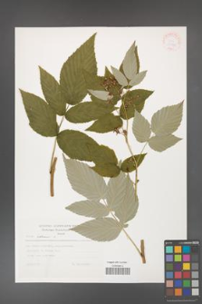 Rubus idaeus [KOR 30550]