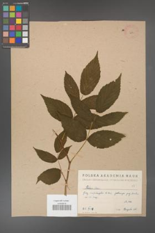 Rubus ideus [idaeus] [KOR 444]