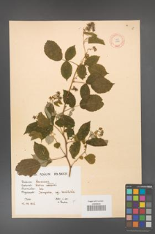 Rubus idaeus [KOR 10822]