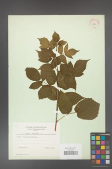 Rubus idaeus [KOR 10833]