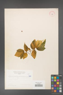 Rubus idaeus [KOR 5275]