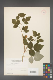 Rubus idaeus [KOR 10831]