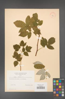 Rubus idaeus [KOR 10832]