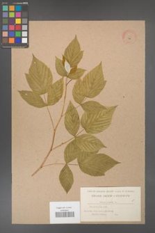 Rubus idaeus [KOR 502]
