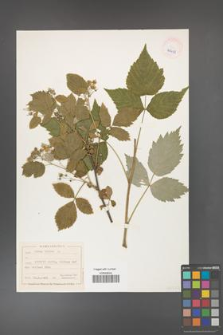 Rubus idaeus [KOR 40498]