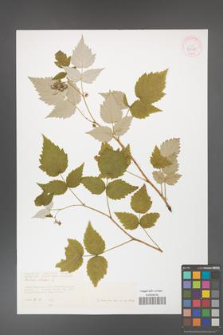 Rubus idaeus [KOR 43030]