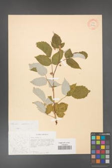 Rubus idaeus [KOR 27064]
