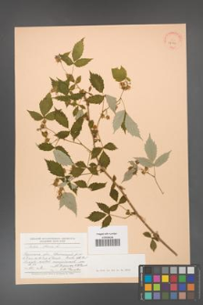 Rubus idaeus [KOR 24142]