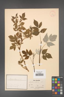 Rubus idaeus [KOR 18489a]