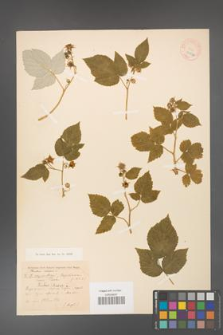 Rubus idaeus [KOR 18487a]