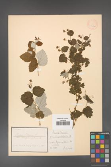 Rubus idaeus [KOR 18484a]
