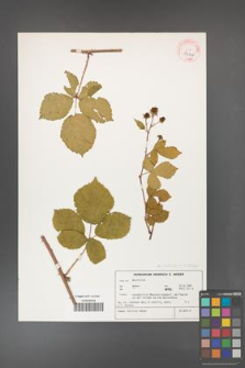 Rubus incisior [KOR 32307]