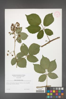 Rubus indusiatus [KOR 51872]