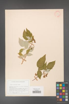 Rubus irritans [KOR 18480b]