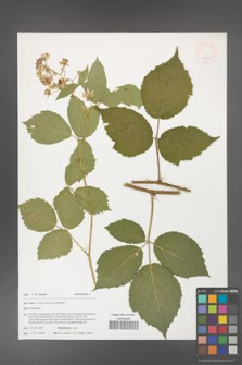 Rubus iseranus [KOR 47761]