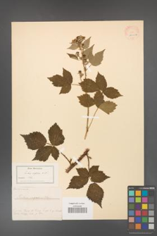 Rubus infestus [KOR 18481a]