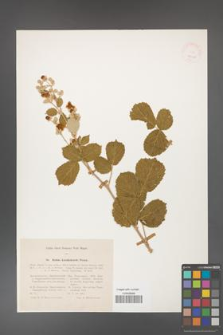 Rubus karakalensis [KOR 24750]