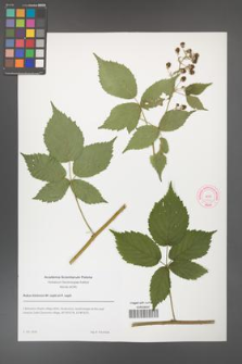 Rubus kletensis [KOR 51870]