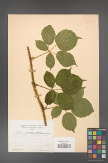 Rubus koehleri [KOR 22898]