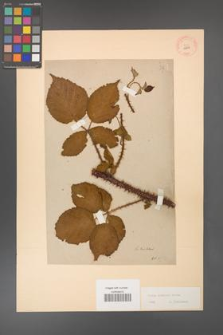 Rubus koehleri [KOR 10839]