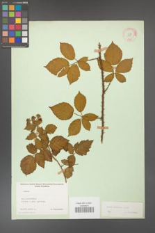 Rubus koehleri [KOR 10803]