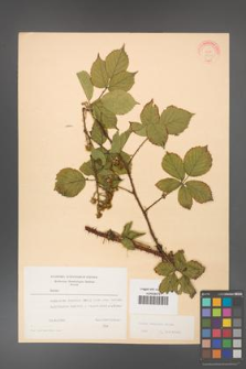Rubus koehleri [KOR 22519]
