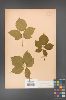 Rubus koehleri [KOR 10843]