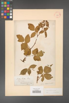 Rubus koehleri [KOR 10837]