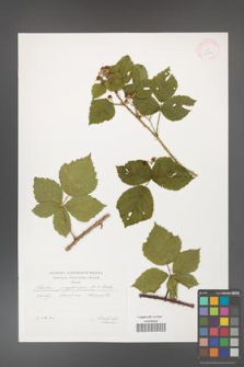 Rubus josephianus [KOR 29564]