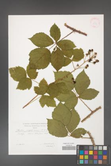 Rubus josephianus [KOR 29560]