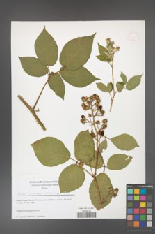 Rubus josholubii [KOR 51664]
