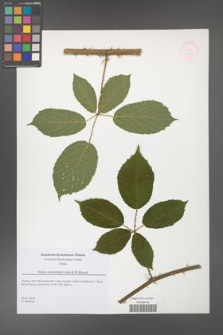 Rubus josholubii [KOR 51848]