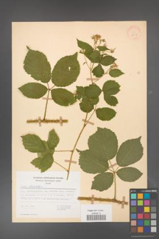 Rubus koehleri [KOR 28018]