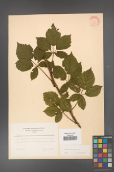 Rubus koehleri [KOR 22527]