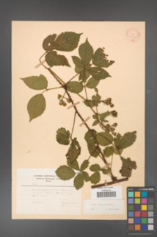 Rubus koehleri [KOR 22520]