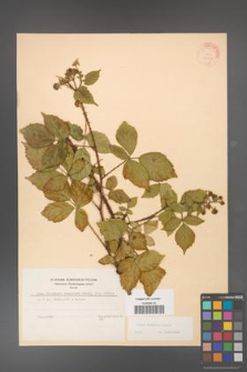 Rubus koehleri [KOR 22521]