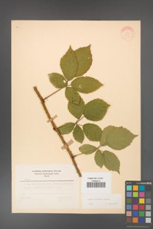 Rubus koehleri [KOR 22516]