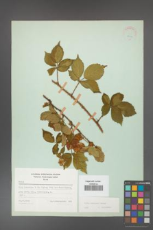 Rubus koehleri [KOR 22513]