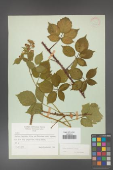 Rubus koehleri [KOR 22514]