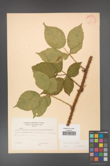 Rubus koehleri [KOR 22523]