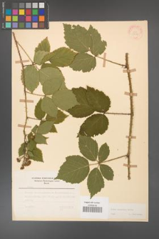 Rubus koehleri [KOR 22508]