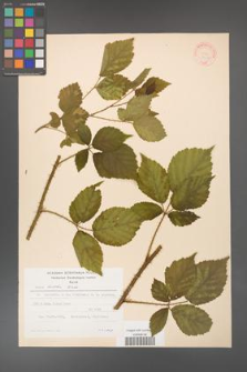 Rubus koehleri [KOR 22512]