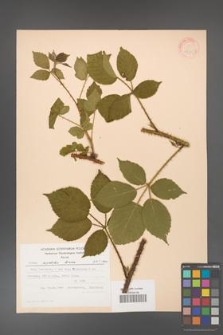 Rubus koehleri [KOR 22505]