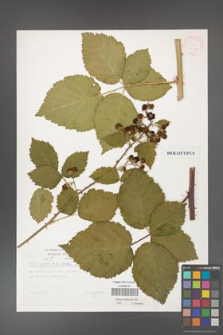 Rubus kuleszae [KOR 32414]
