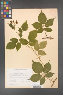 Rubus koehleri [KOR 28017]