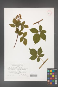 Rubus koehleri [KOR 39076]