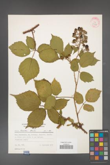 Rubus koehleri [KOR 31551]